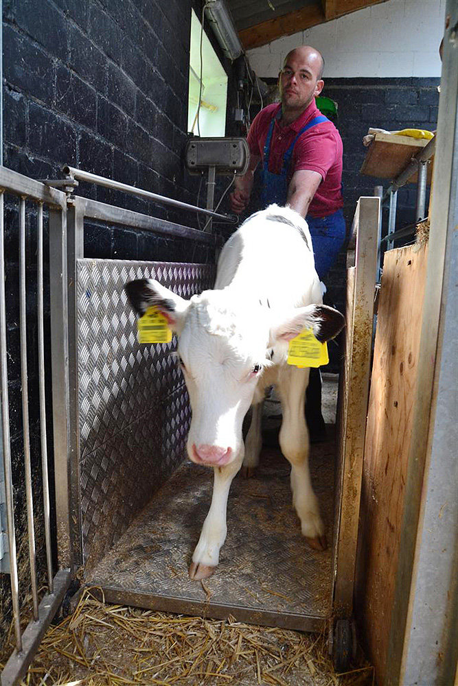 Nach dem Wiegen wird das Kalb in den Stall entlassen