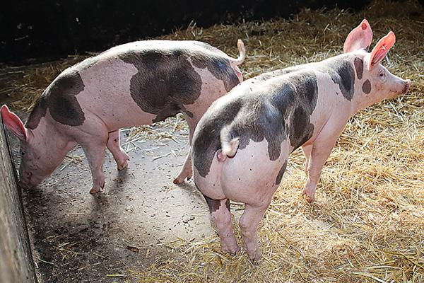 Spezialisiert auf Schweine und Rinder